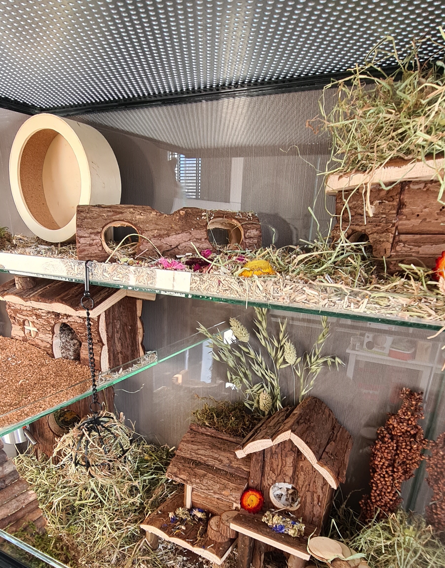 Planten voor Knaagdieren